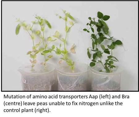 peas for site incl text