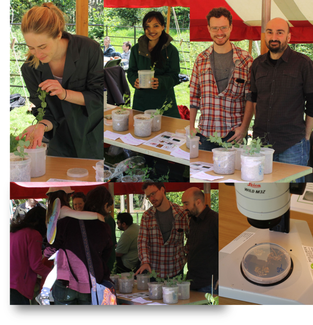 Fascination of plants_2