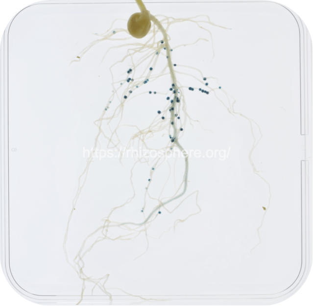 3841_celB_watermark2