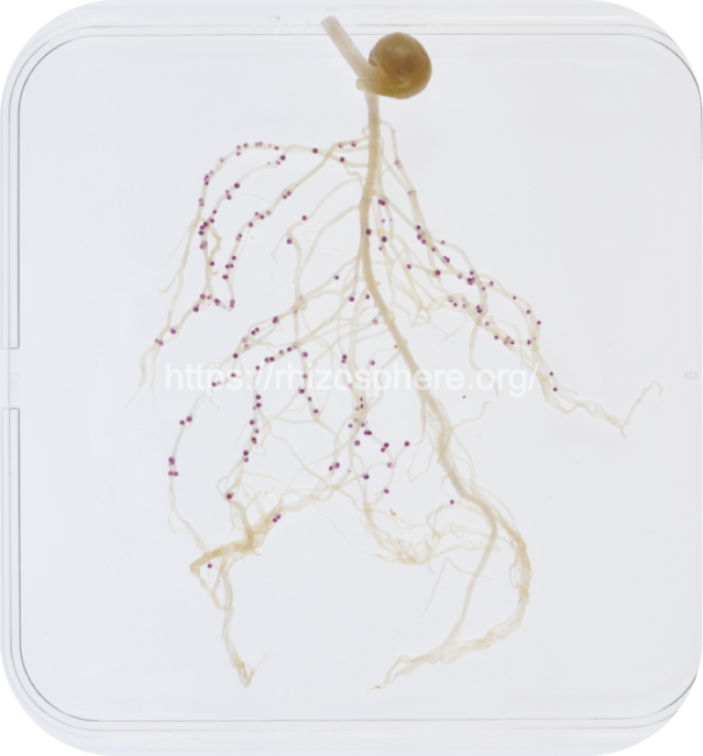 3841_gusA_watermark2