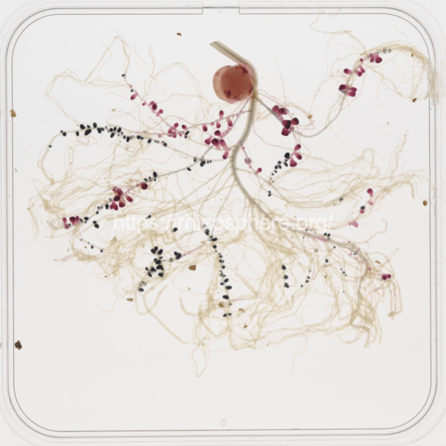 Rlv3841_UPM791watermark